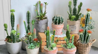 3 đồ vật này đừng bày ở cửa hàng kẻo việc làm ăn buôn bán lụn bại