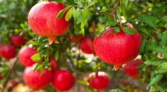 4 loại cây phong thủy càng trồng càng hút lộc, chặt đi là mất sạch tài vận