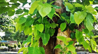 Trồng cây này trước nhà giúp chúng ta thức tỉnh, hướng thiện, chân lý thông suốt và giác ngộ