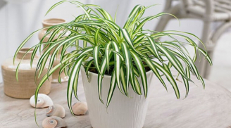 5 loại cây cảnh phong thủy trồng trong nhà, giải trừ năng lượng xấu, đem lại may mắn và tài lộc cho gia chủ