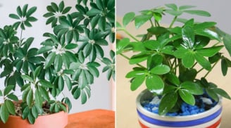 Người mệnh nào hợp trồng cây ngũ gia bì nhất?