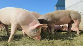 Khám phá trang trại nuôi lợn sạch nhất thế giới: Dự kiến nuôi lợn biến đổi gene để lấy tạng ghép cho người