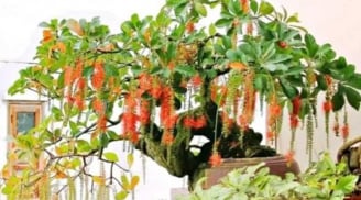 Trồng 4 loại cây phong thủy này quanh nhà: Cả đời an yên, con cháu hưởng phúc lộc, tiền bạc đủ đầy