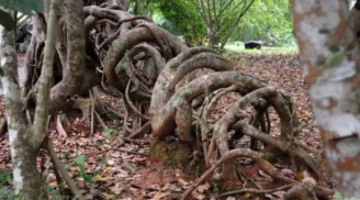 Trồng cây đa trong nhà phạm đại kỵ phong thủy: Lý do khiến tài lộc tiêu tán, gia đạo bất an