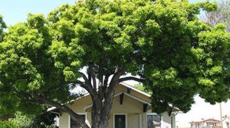 Vì sao người xưa nói trồng cây lớn trước nhà là nguy hại? Ngày nay điều đó có đúng không?