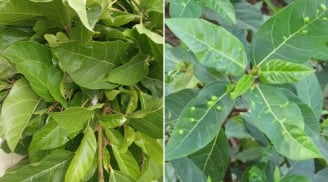 Việt Nam có 1 loại lá ăn tươi hay phơi khô đun nước uống đều tốt, giúp dưỡng gan, hạ đường huyết