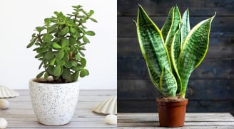 3 loại cây nên trồng vào mùa thu vừa xanh tốt vừa mang lại tài lộc giúp gia chủ tiền đẻ ra tiền