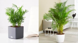 5 loại cây cảnh trồng trong nhà giúp căn nhà luôn mát mẻ, thoáng khí trong mùa hè nóng nực
