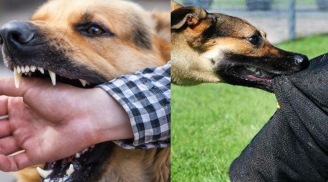 Cách phòng tránh chó cắn và bệnh dại: Những điều cần biết để bảo vệ bản thân