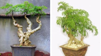 Cây đinh lăng trồng trước nhà có thật sự mang lại cát khí?