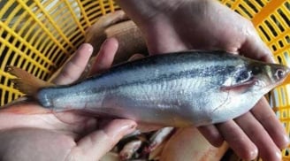 Loại cá từng bị chê rẻ bèo, nay thành đặc sản phố thị giá 200.000 đồng/kg