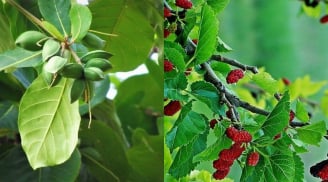 Sai lầm lớn khi trồng 2 loại cây này trước cửa nhà khiến gia chủ dễ tán gia bại sản