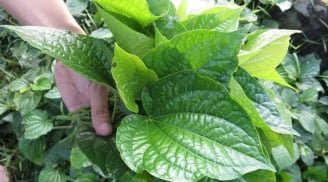 Ăn lá lốt có tác dụng gì cho sức khỏe?