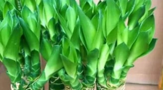 Lá vàng, rễ yếu? Chỉ cần phun bia 10 ngày/lần, cây phát lộc xanh mướt, bật rễ thẳng tắp như phép màu