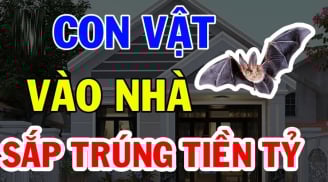 4 con vật vào nhà mang theo may mắn: Gia chủ Trúng Số Giàu To