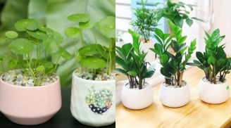 5 loại cây trồng giúp trấn trạch giữ nhà, chiêu tài hút lộc: Trong nhà có một chậu cũng đủ 'hốt bạc'