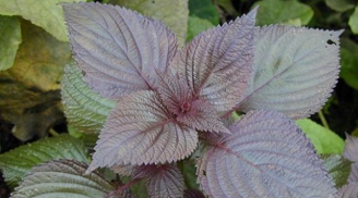 Lá tía tô giàu công dụng nhưng không phải ai cũng nên dùng