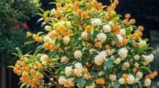 Loài cây cảnh trường thọ giới nhà giàu ưa chuộng: sống tới 200 năm, vẫn nở hoa sau khi chủ mất