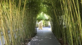 Loại cây phong thủy càng trồng càng phát tài, chặt bỏ coi chừng hao tài tán lộc