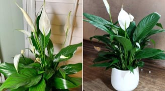 Trồng cây Lan Ý trong nhà có ảnh hưởng gì đến phong thủy?