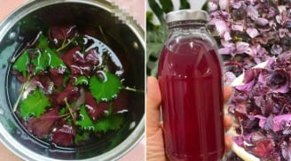Uống nước lá tía tô không tốt cho 6 nhóm người này