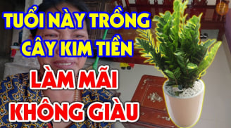 Người thuộc 2 mệnh đại kỵ cây kim tiền: Đừng dại trồng trong nhà