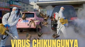 Chikungunya - Dịch bệnh WHO cảnh báo đang lan rộng toàn cầu nguy hiểm như thế nào?