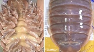 Loại hải sản “nhà giàu” tại Việt Nam: Giá 4 triệu đồng/con vẫn gây tranh cãi mạnh mẽ