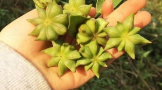 Loại nông sản Việt Nam được Trung Quốc săn lùng: Hiếm có trên thế giới, giá trị xuất khẩu cao