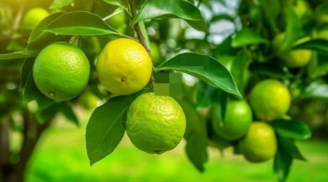 Tổ tiên dạy: 'Trong nhà có hai cây thì dù không giàu cũng có phước', đó là 2 cây gì?