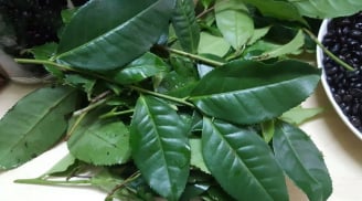 Đun nắm lá này, uống mát gan - thải độc dễ dàng