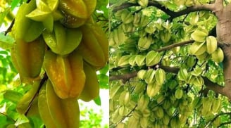 Năm 2025 trồng cây khế cực tốt: Có nên trồng trước cửa nhà không?