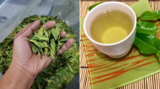Việt Nam có một loại lá là ‘kháng sinh tự nhiên’, phơi khô đun nước uống tốt cho gan, giúp hạ đường huyết