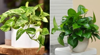 3 người không nên trồng cây trầu bà kẻo phá tài, tán lộc
