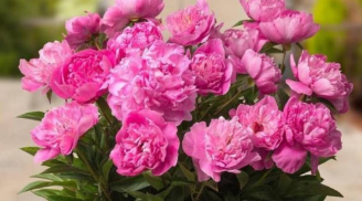 5 loại hoa ít ai biết có thể ‘cải vận’: Chỉ cần trồng 1 chậu, xui mấy cũng hóa may