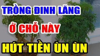 Cây Đinh Lăng trấn giữ của cải đừng trồng linh tinh: Trồng ở vị trí này giàu có 3 đời không biết quá phí