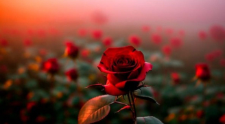 Tiết Bạch Lộ (7/9 – 22/9): 3 tuổi đón mùa yêu thăng hoa, tiền tài danh cực đỏ, 1 tuổi cẩn thận cô đơn