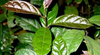 Uống lá xạ đen rất hại với 4 người này, đừng tưởng ai uống cũng thành thần dược!