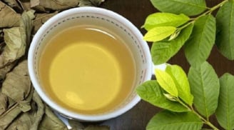 5 người này uống nước lá ổi là Thần Dược: Vừa trẻ, vừa khỏe, lợi đủ đường