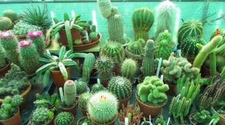 Có 4 vị trí không nên đặt cây xương rồng, bất ngờ là đa phần mọi người phạm phải