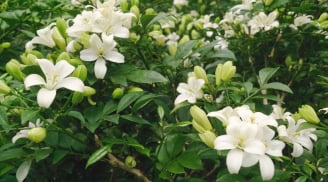 Loài hoa này được ví 'quý như vàng', hương thơm nồng nàn khó cưỡng, nở liên tục trong 7 tháng liền