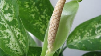 Cây Vạn Niên Thanh hiếm khi ra hoa, khi ra hoa có tốt không? Cây hợp Mệnh gì? Tuổi gì?