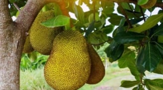 Lời dặn của Tổ tiên: Vì sao không nên trồng cây mít trước nhà, không thắp hương quả mít?