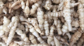 Loại củ trắng giống con sâu này, không những giàu dinh dưỡng, mà làm món ăn cũng rất giòn ngon ngọt và độc đáo