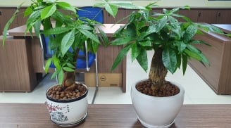 Dân văn phòng, trồng 5 loại cây cảnh phong thủy theo Mệnh để tụ tài, hút lộc, mang năng lượng tích cưhc