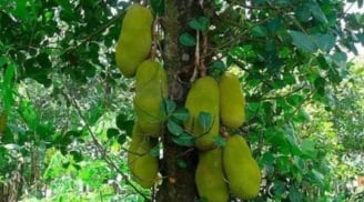 4 loại cây trồng trước nhà hút tài lộc, giữ vượng khí, giúp gia chủ giàu sang phất lên như diều gặp gió