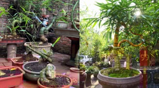 Từ luỹ tre đầu làng thành chậu cây bonsai: Giữ hồn quê, mang lại may mắn và tài lộc