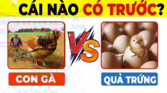 Quả trứng có trước hay con gà có trước: Đã tìm ra đáp án chính xác