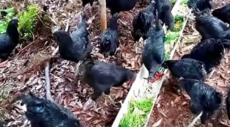 Trắng tay vì ly hôn, trở thành triệu phú nhờ nuôi Gà đen