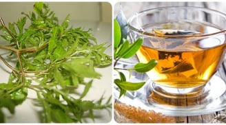 Uống nước lá đinh lăng cực tốt với 3 người này, đừng bỏ phí!